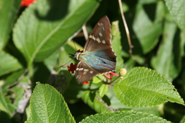 Long-Tailed Skipper