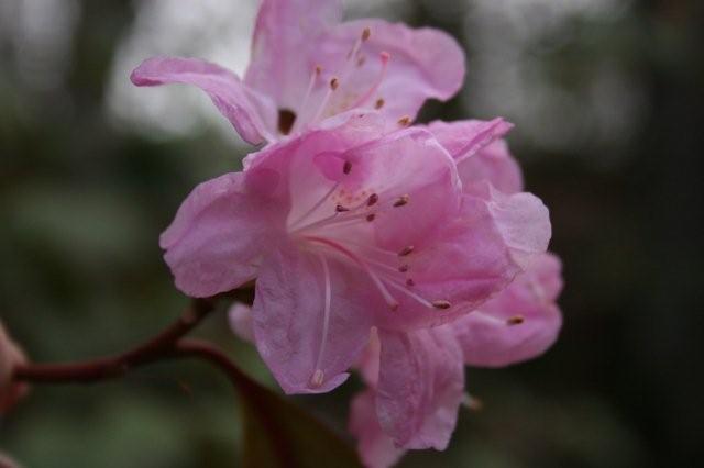 Plumleaf Azaela