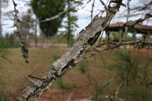 Winged Elm